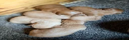 Mixed Breed dogs for sale: Beautiful Westiepoo Puppies - Advert 17