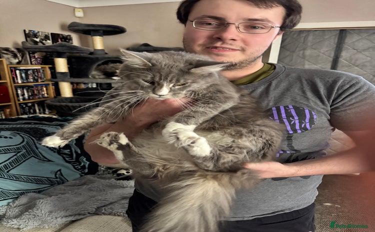 Maine Coon cats Pedigree Main Coon kittens 2boys/1queen available. - Advert 6