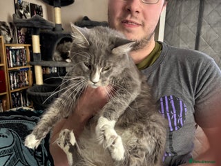 Maine Coon cats Pedigree Main Coon kittens 2boys/1queen available. - Advert 1