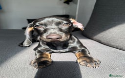 Dachshund dogs for sale: Miniature dachshund  - Image 6