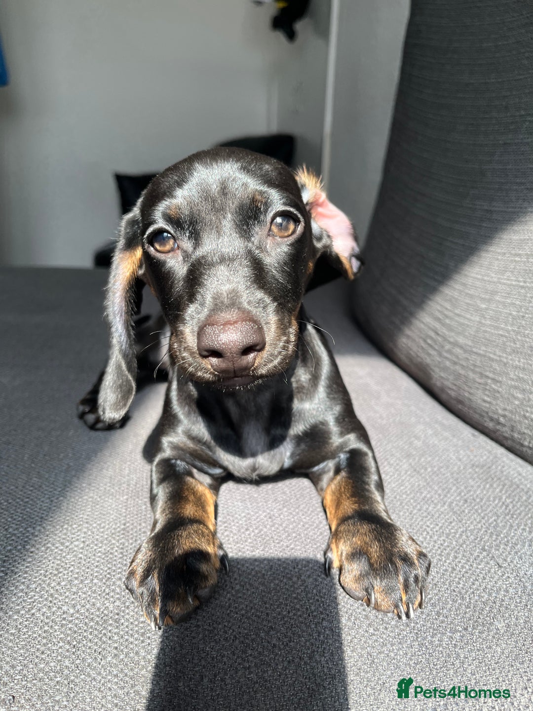 Dachshund dogs for sale: Miniature dachshund  - Image 6