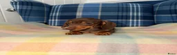 Miniature Dachshund dogs for sale: Stunning Chocolate Mini Dachshunds READY NOW - Advert 6
