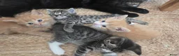 Mixed Breed cats for sale: Fluffy kittens  - Advert 3