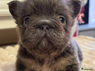 French Bulldog dogs 5 AMAZING QUALITY FRENCH BULLDOG PUPS - Advert 13