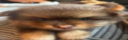 Pomeranian dogs for sale: X2 boy Pomeranians  - Advert 17