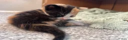 Mixed Breed cats for sale: 3 beautiful kittens  - Advert 24