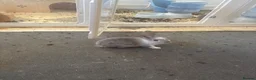 English Lop rabbits for sale: Baby Rabbits in London - Advert 2