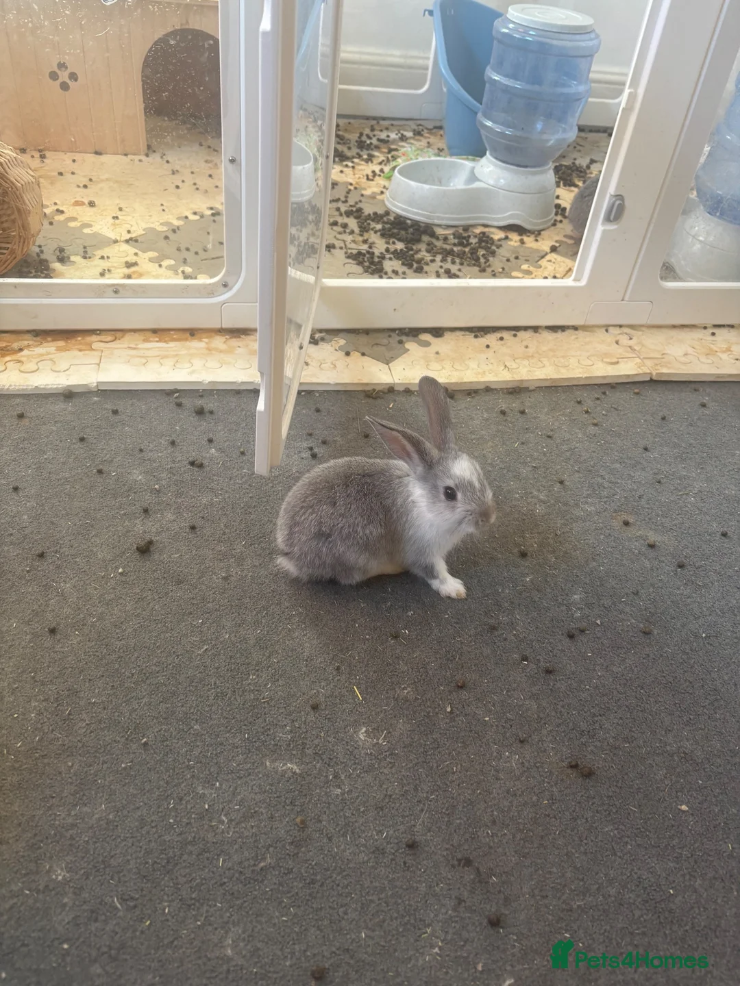 English Lop rabbits for sale: Baby Rabbits in London - Advert 2
