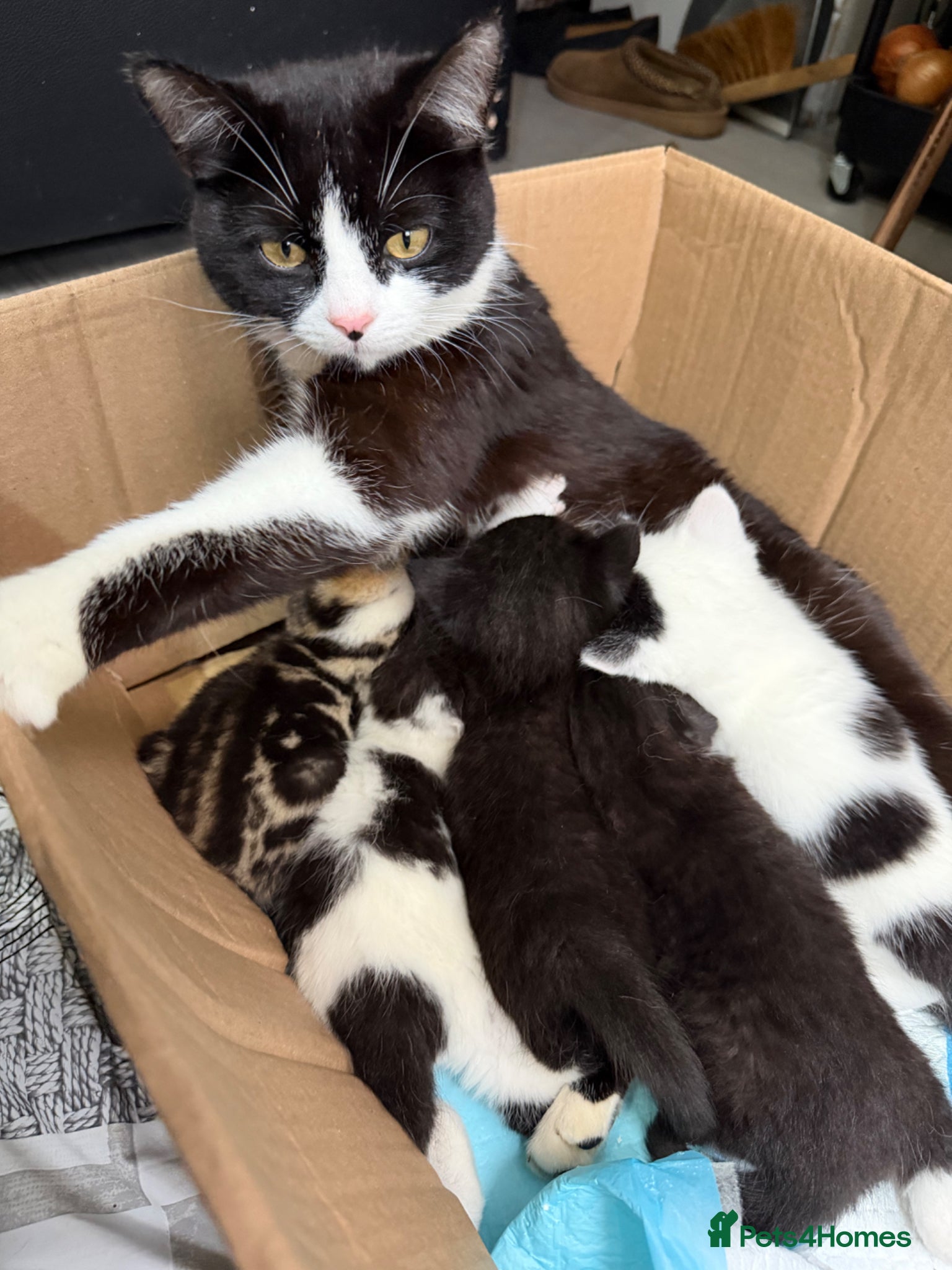 Mixed Breed cats 5 kittens for sale  - Advert 1