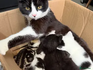 Mixed Breed cats 5 kittens for sale - Advert 1