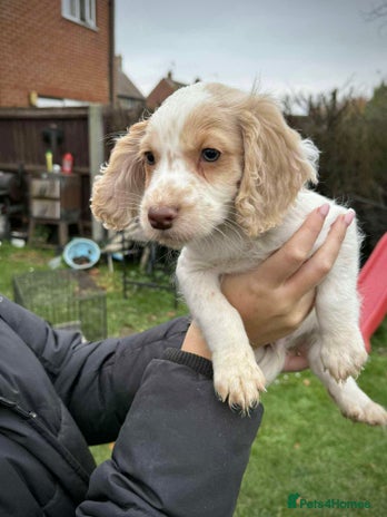 Cocker Spaniel dogs - Advert 12