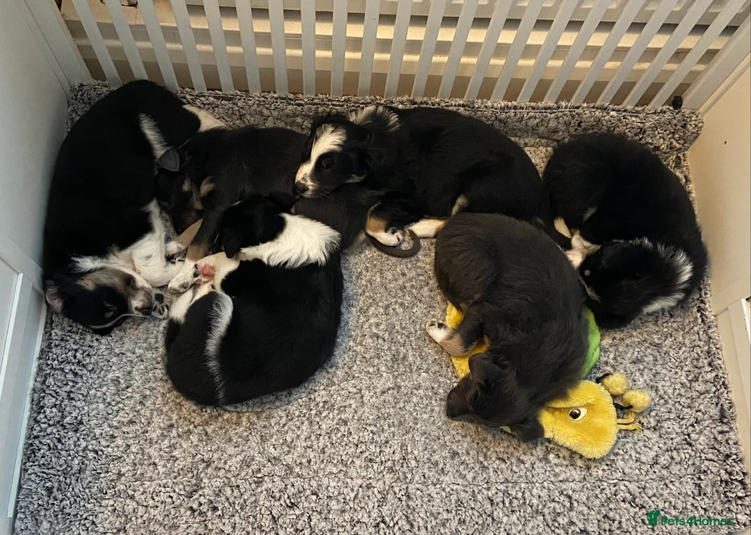 Border Collie dogs for sale: Gorgeous Handsome Tri colour Border Collie male  - Advert 6