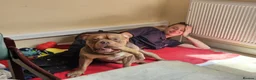 Mixed Breed dogs for adoption: Gimli  - Advert 5