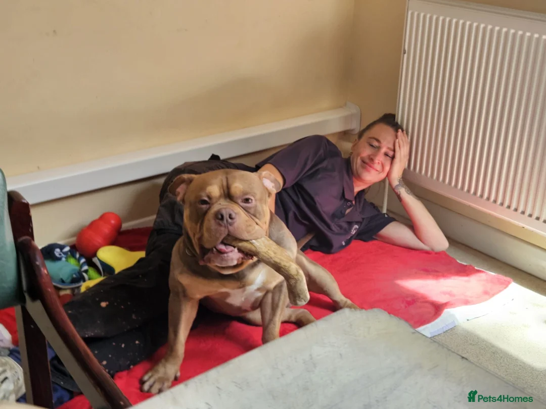 Mixed Breed dogs for adoption: Gimli  - Advert 5