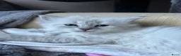 Siberian cats for sale: 💖 Home Raised Fluffy Siberian Kittens  - Advert 8