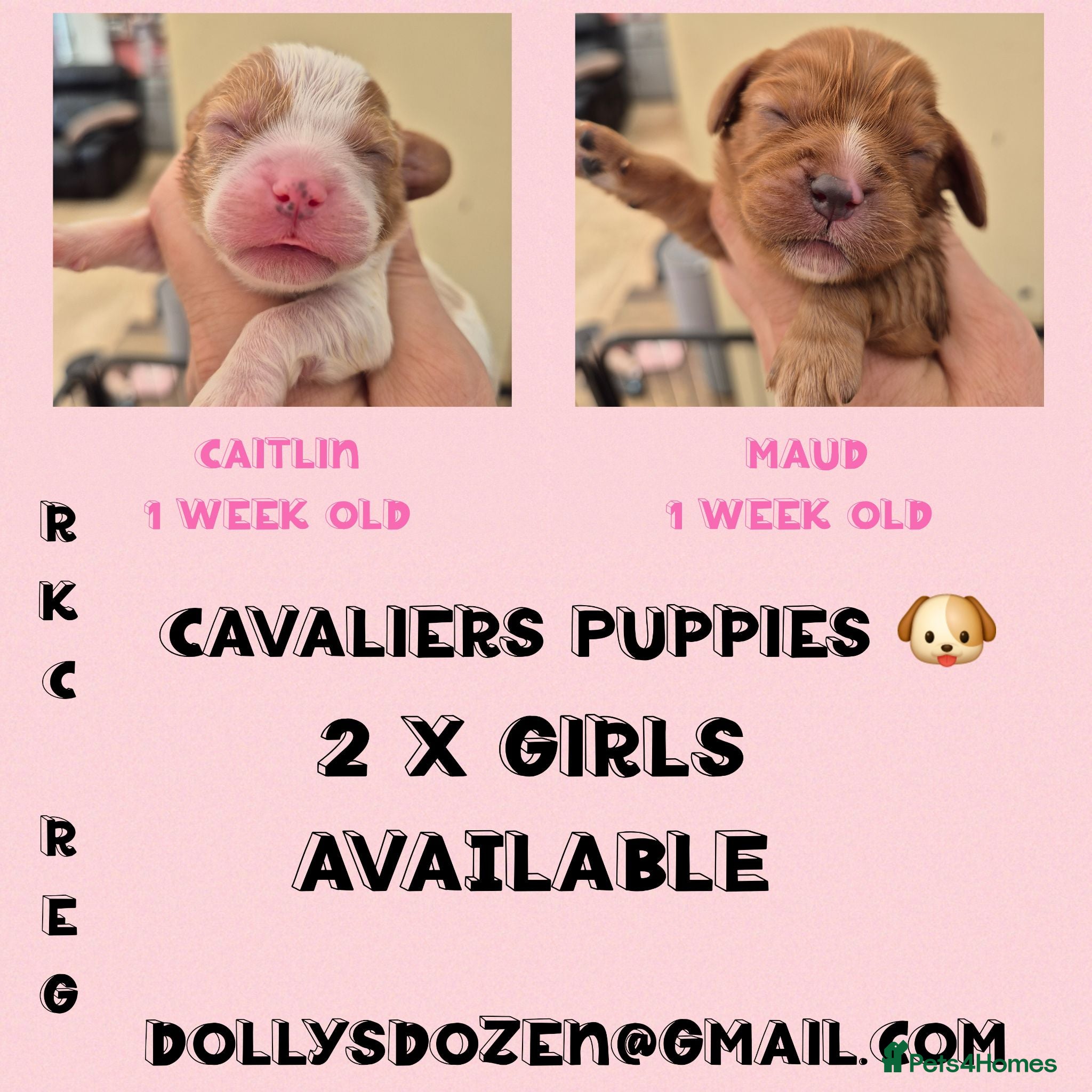 Cavalier King Charles Spaniel dogs Rkc reg Cavalier Puppies 2 x girls AVAILABLE  - Advert 10