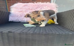 Fox Terrier dogs for sale: Kc rough haired fox terrier girl  - Image 1