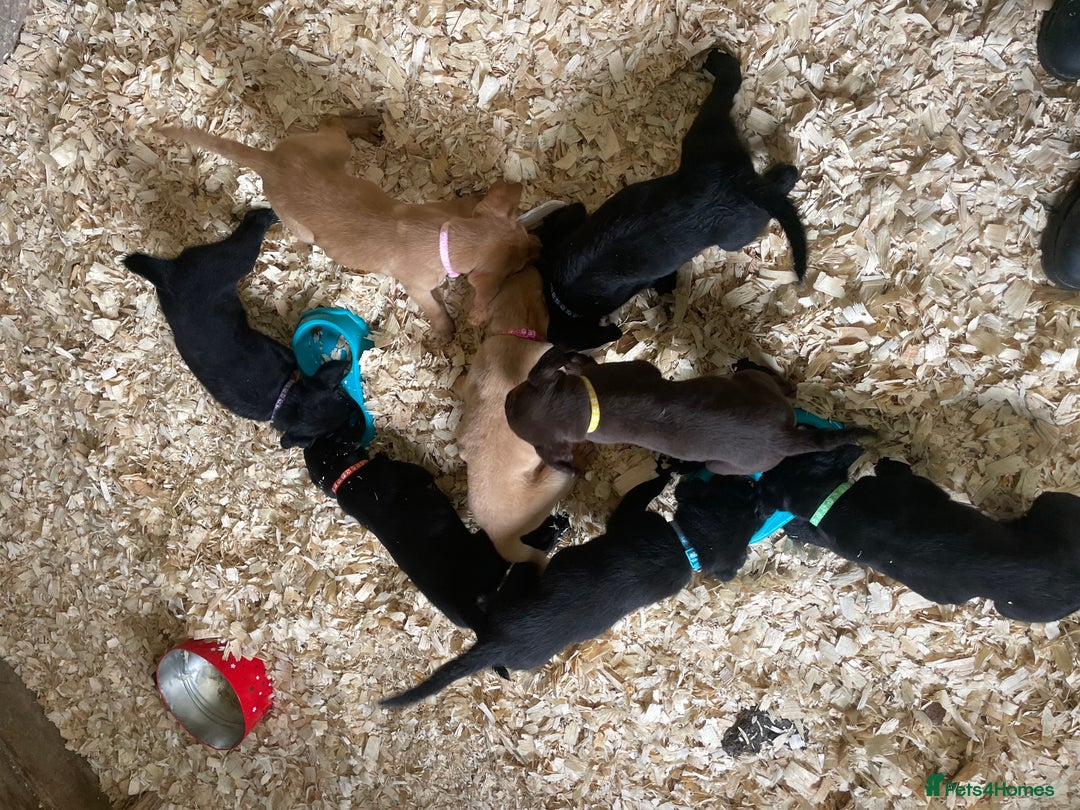 Mixed Breed dogs for sale:  8 Kelpie x labrador Puppies for sale  - Image 11