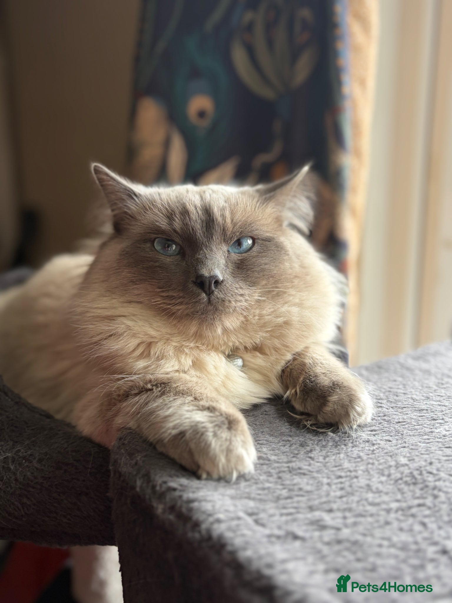 Ragdoll cats for sale: Loki  in Blackburn - Advert 8