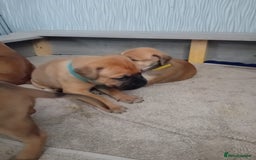 Mixed Breed dogs for sale: Bullmastiff X Puppies - Image 16