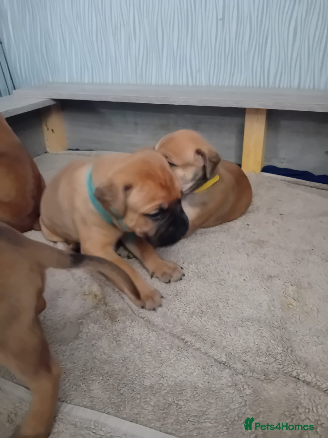 Mixed Breed dogs for sale: Bullmastiff X Puppies - Image 16