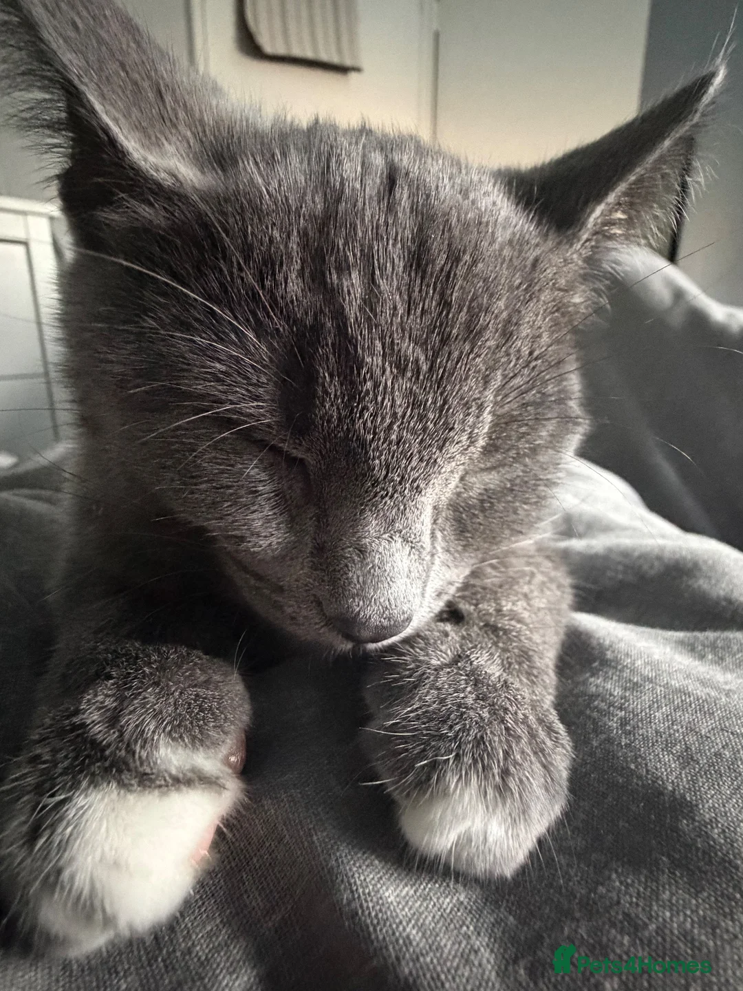 Mixed Breed cats for sale: Grey male cutie! in Sowerby Bridge - Advert 1