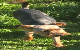 Yorkshire Terrier dogs for sale: 3 yr old Yorkshire terrier bitch - Image 8