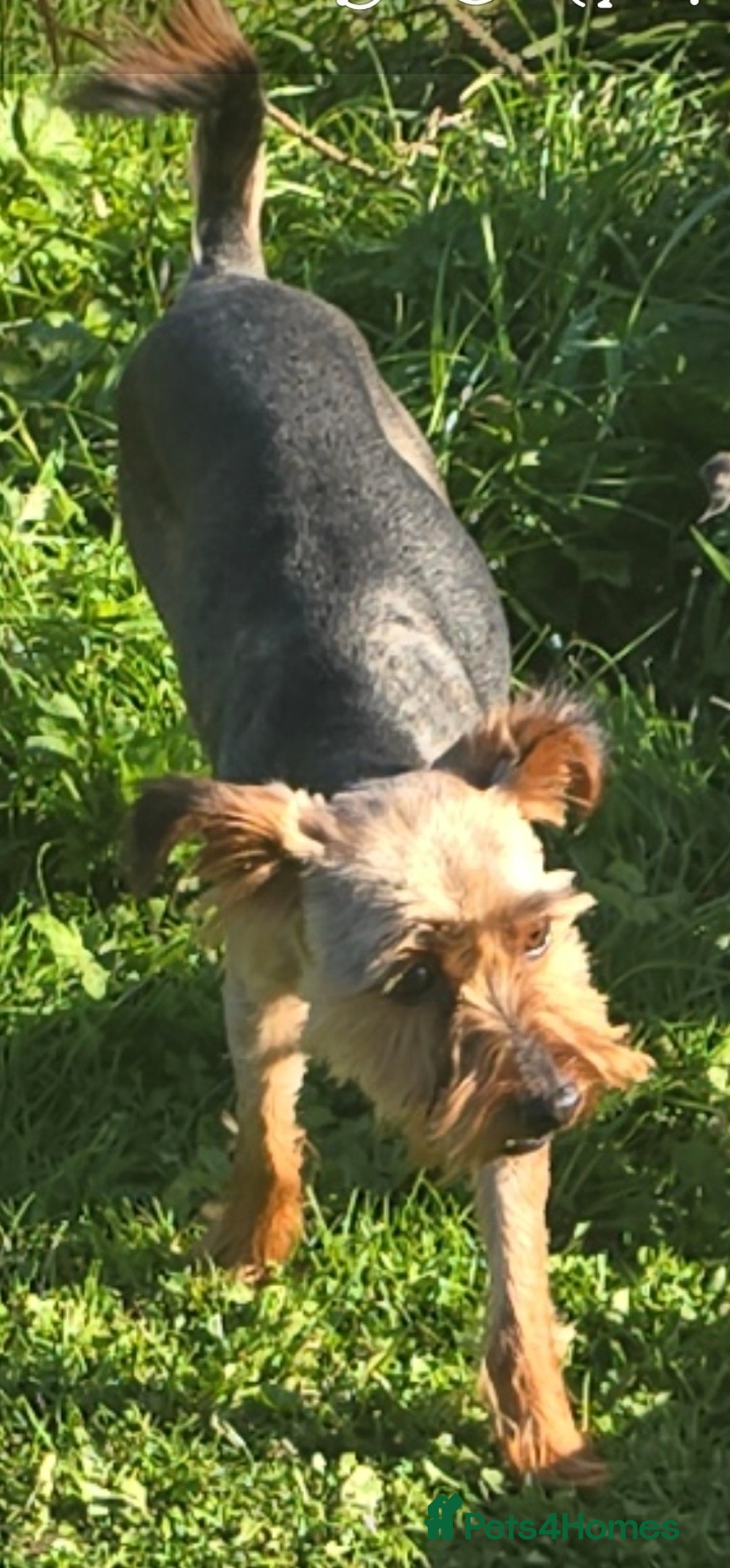 Yorkshire Terrier dogs for sale: 3 yr old Yorkshire terrier bitch - Image 8