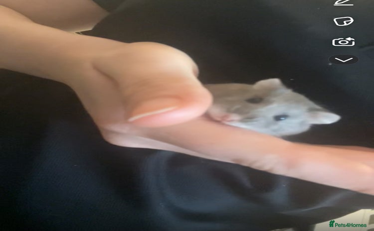 Hamster rodents - Advert 10