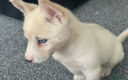 Siberian Husky dogs for sale: Puppy for sale bradford - Image 6
