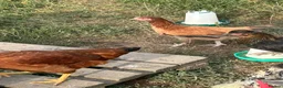 Chickens poultry for sale: Wheaten Maran trio  - Advert 3