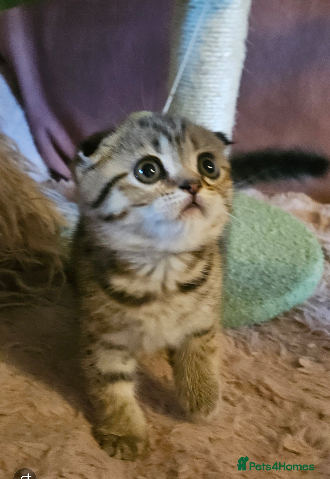 British Shorthair cats for sale: BRITISH SHORTHAIR X SCOTTISH FOLD - Advert 4