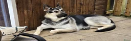 German Shepherd dogs for sale: ⭐ Rare East European Shepherd Puppies UK - Advert 37