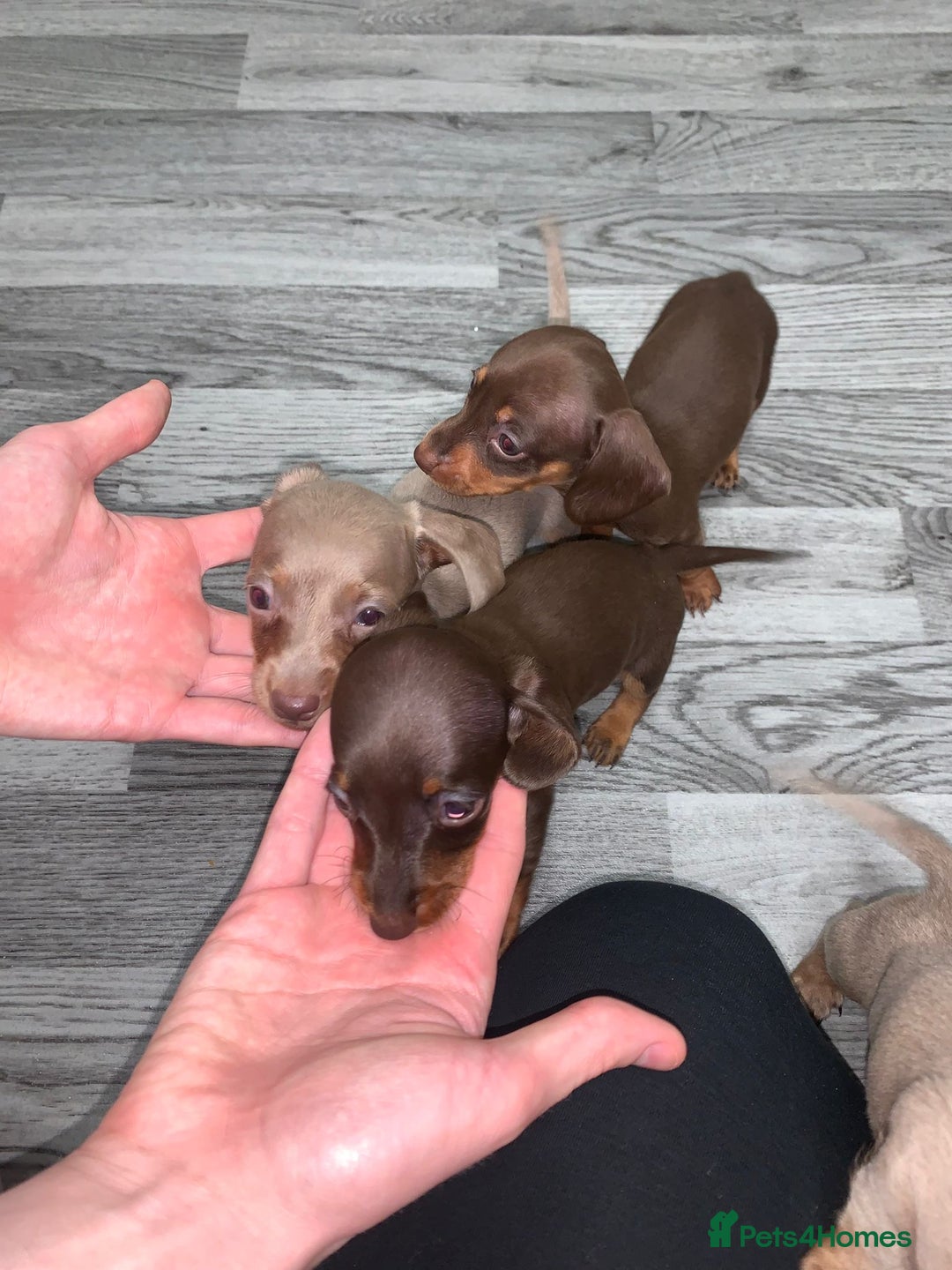 Miniature Dachshund dogs for sale: Dachshund miniature READY TO GO  - Advert 4