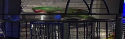 Parakeets birds for sale: Alexandrine male semi tame  - Advert 5
