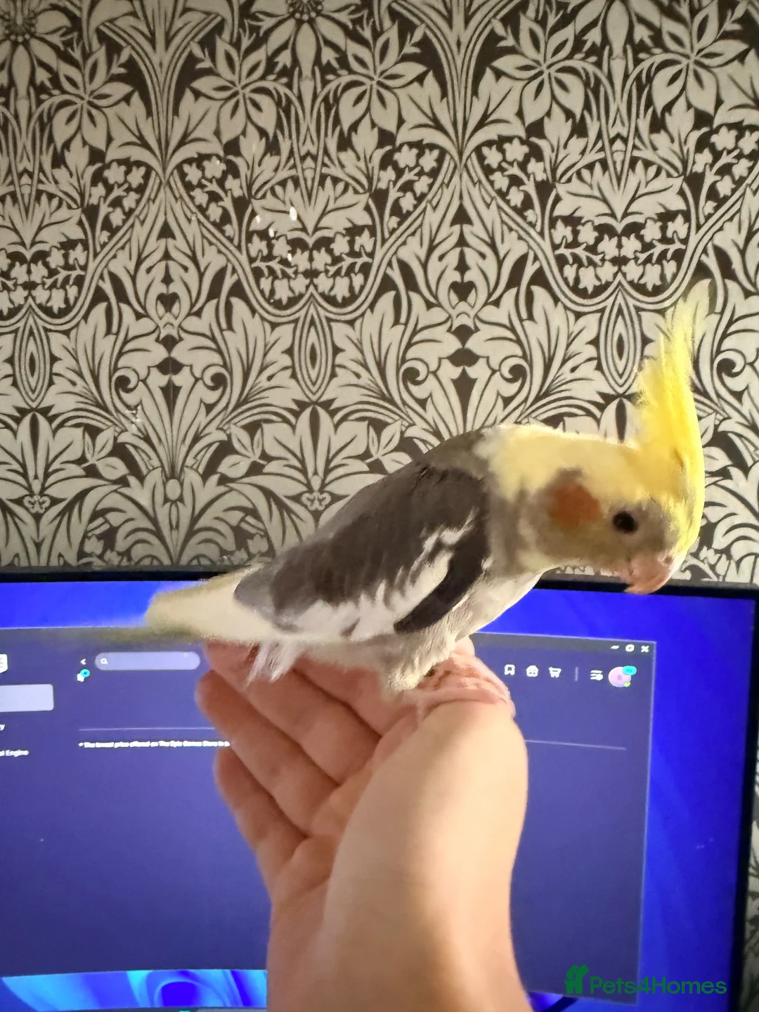 Cockatiels birds for sale: Rehoming - Advert 2