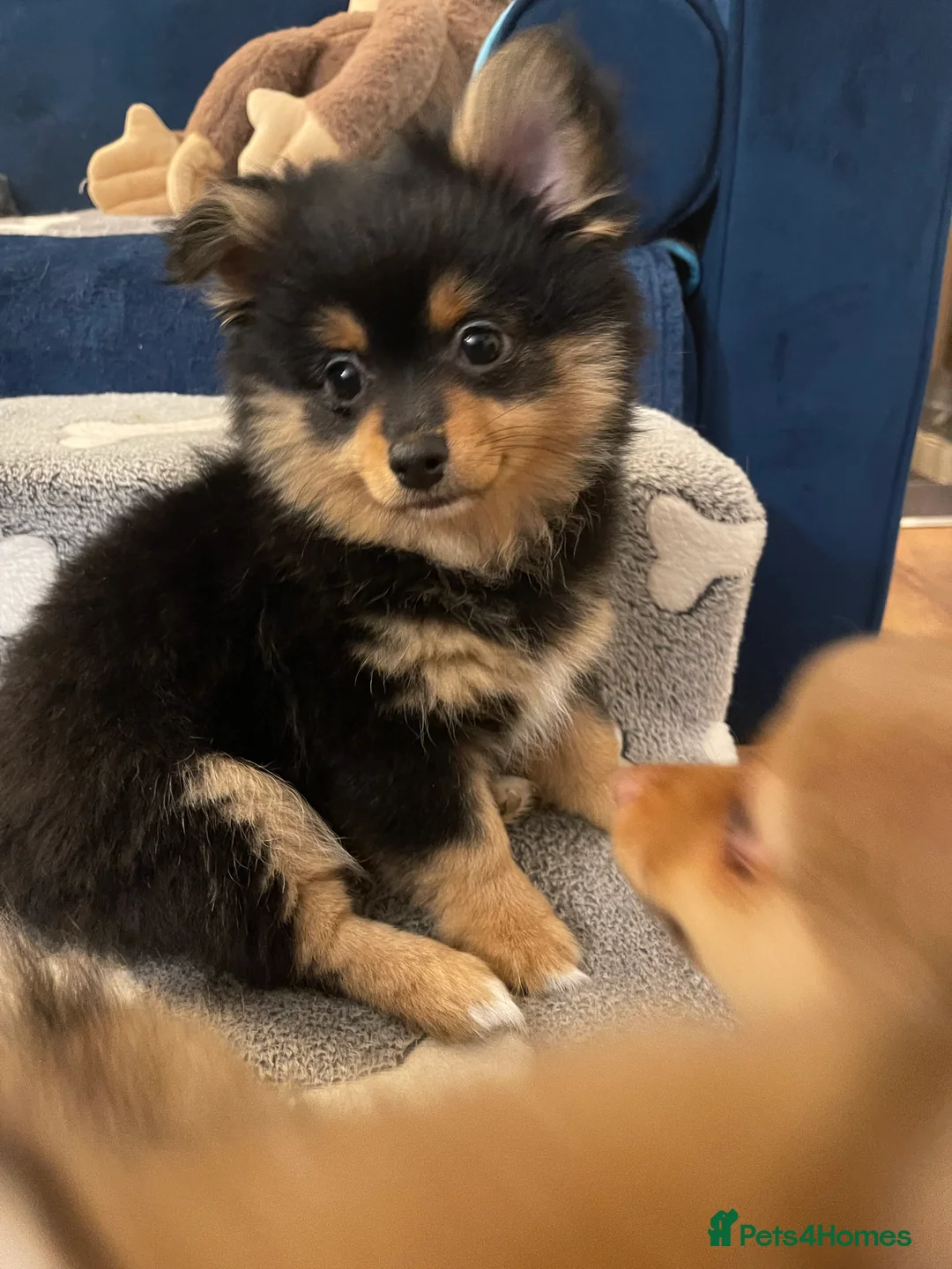 Pomchi dogs for sale: Ready Now☺️3 Pomerinian/Pomchi Puppies❤️ - Advert 9
