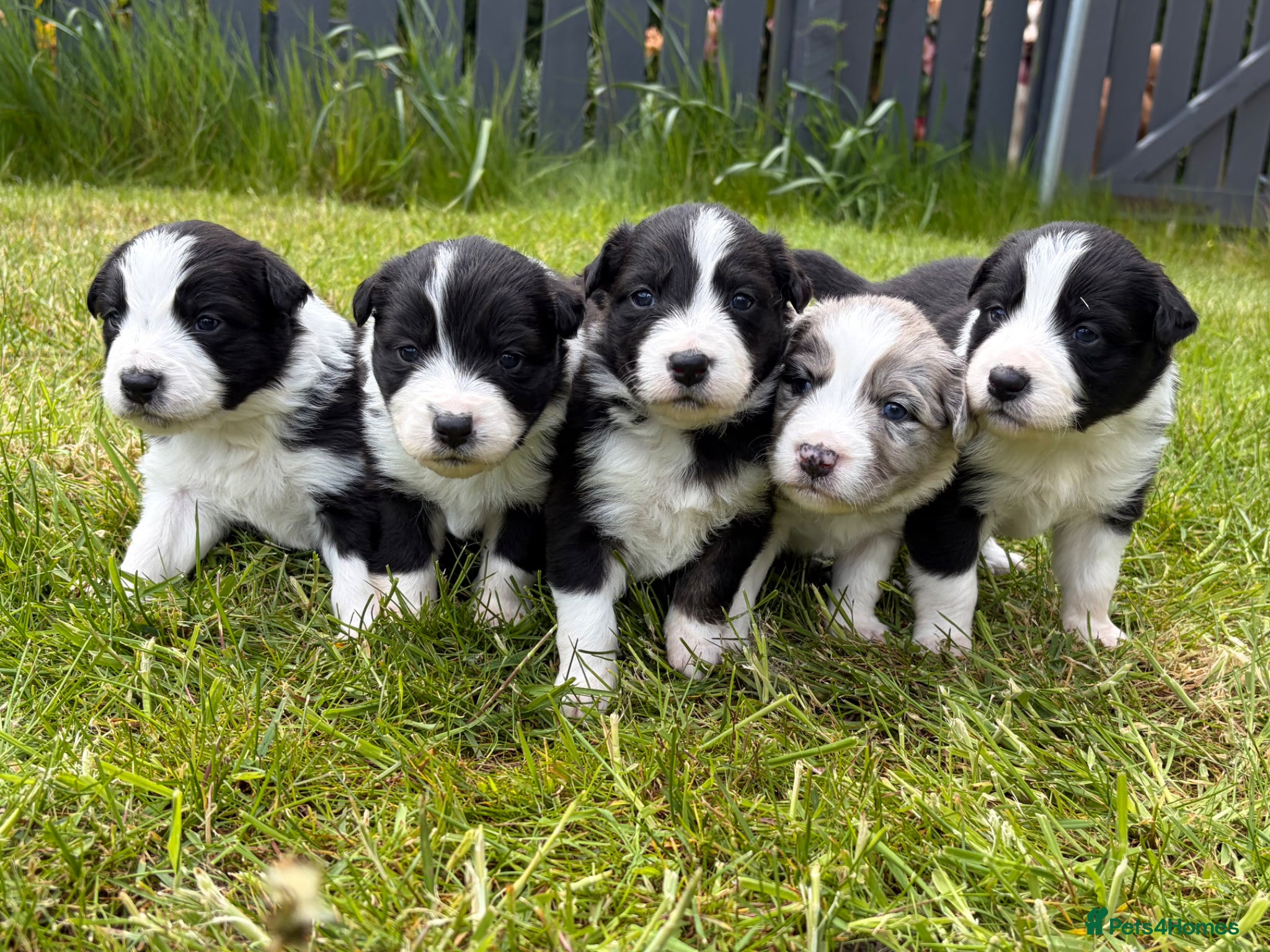 Mixed Breed dogs for sale: ✨ Beautiful Border Aussie Puppies ✨ - Advert 1