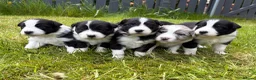 Mixed Breed dogs for sale: ✨ Beautiful Border Aussie Puppies ✨ - Advert 1