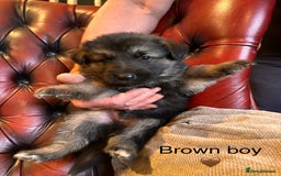 German Shepherd dogs for sale: Long-Haired Straight Back German Shepherd Puppies - Image 23