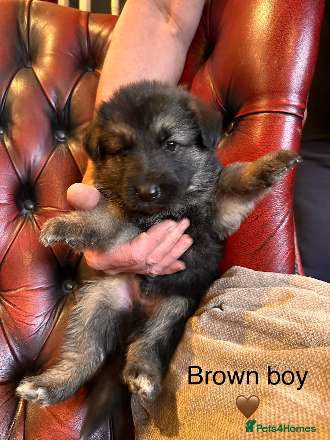 German Shepherd dogs for sale: Long-Haired Straight Back German Shepherd Puppies - Image 23
