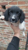 English Springer Spaniel dogs - Advert 3