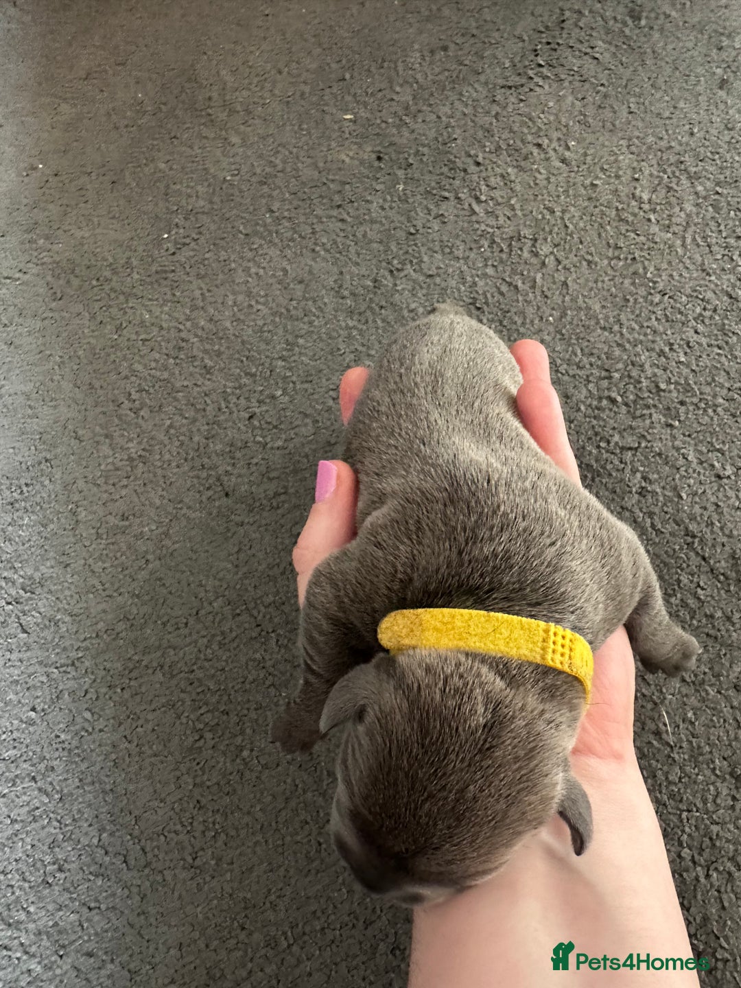 Staffordshire Bull Terrier dogs for sale: Quality Blue Staffies - Image 22