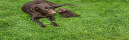 Labrador Retriever dogs for sale: 3 fantastic Pedigrre Lab pups for sale - Advert 4