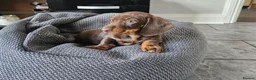 Miniature Dachshund dogs for sale: Miniature Daschaund  in Cardiff - Advert 3