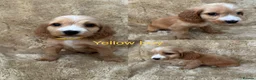 Cocker Spaniel dogs for sale: Cocker spaniel puppy’s READY SOON - Advert 7