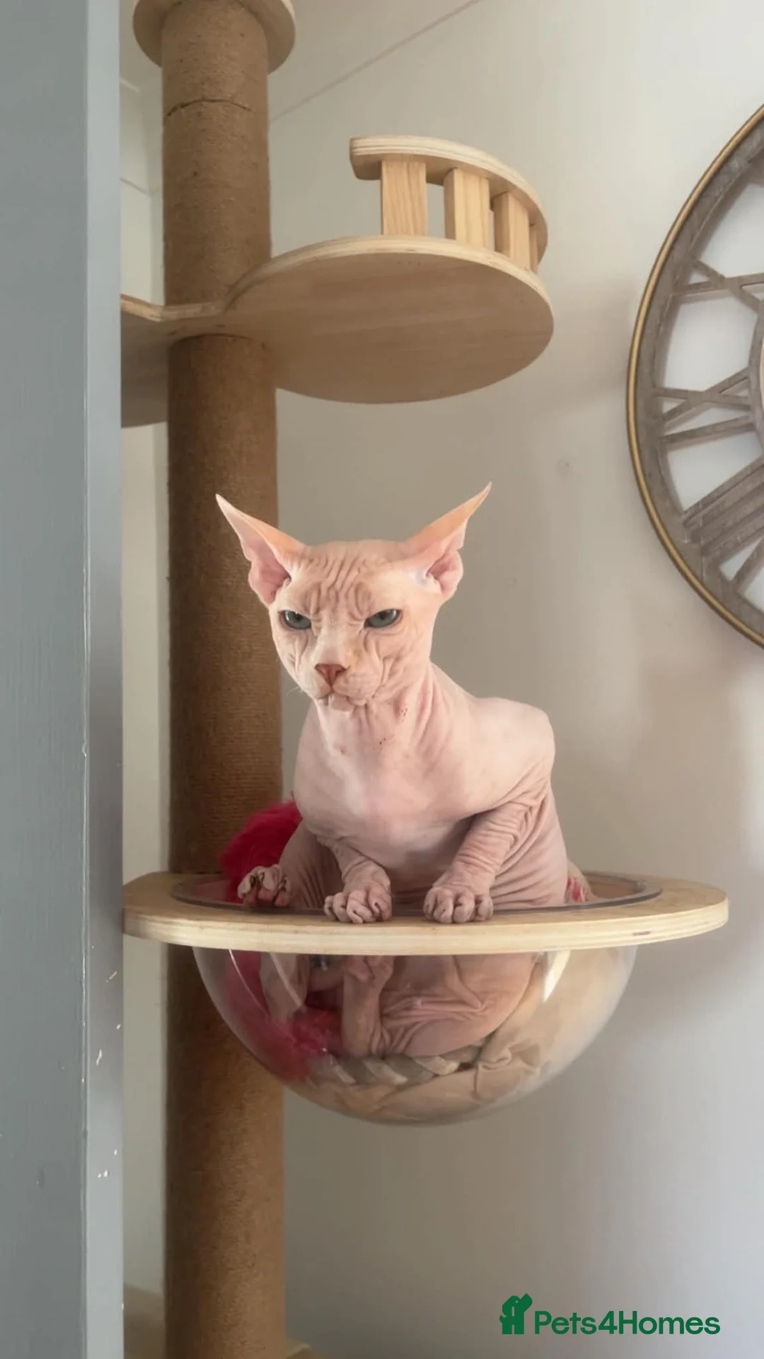 Sphynx cats for sale: Male stud for sale - Advert 5