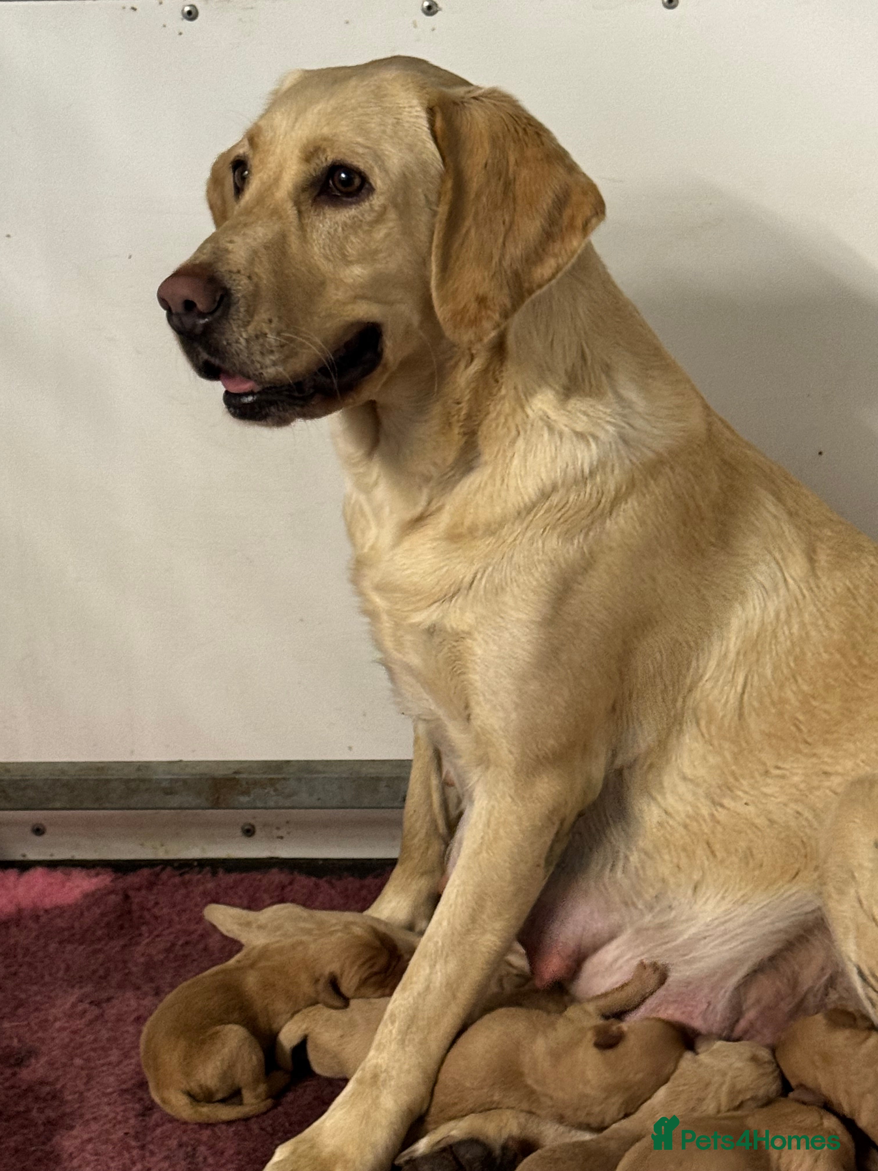 Labrador Retriever dogs Amazing KC Labradors fully health tested parents  - Advert 3