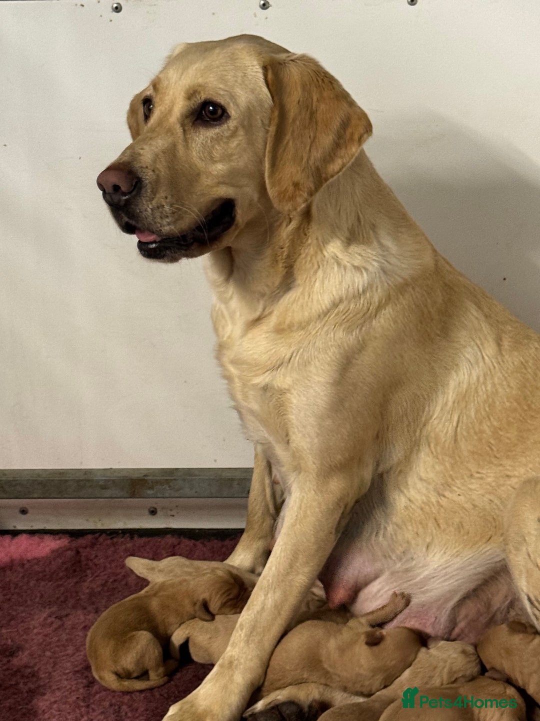 Labrador Retriever dogs for sale: Amazing KC Labradors fully health tested parents  - Advert 1