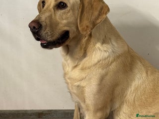 Labrador Retriever dogs Amazing KC Labradors fully health tested parents - Advert 3